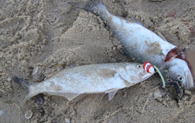 Surf popper double Surf popper double